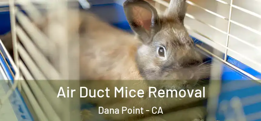  Air Duct Mice Removal Dana Point - CA